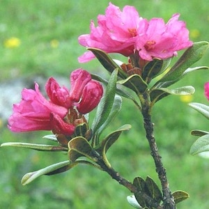 Rhododendron ferrugineum | Dwarf Alpenrose | Snow-rose | 20 Seeds
