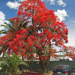 Brachychiton acerifolius | Flame or Lacebark Tree | 10 Seeds