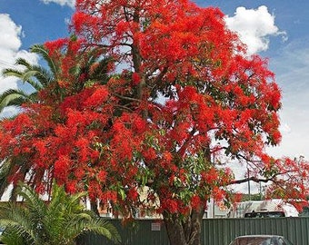 Brachychiton acerifolius | Flame or Lacebark Tree | 10 Seeds