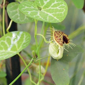 Aristolochia fimbriata | White Veined Hardy Dutchmans Pipe | 10 Seeds
