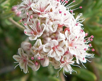 Eriogonum fasciculatum var. foliolosum | California Buckwheat | 100 Seeds