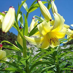 Lilium Martagon pink seed - Etsy Italia