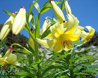 Lilium kesselringianum | RARE | 10 Seeds