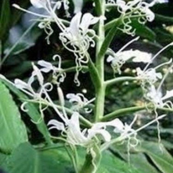 Hedychium stenopetalum | Giant White Butterfly | White Star Ginger | 5 Seeds