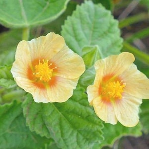 Sida cordifloia | Flannel Weed | Country Mallow | 10 Seeds