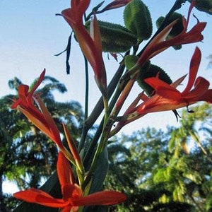 Canna tuerckheimii Giant Canna Lily 5 Seeds image 6