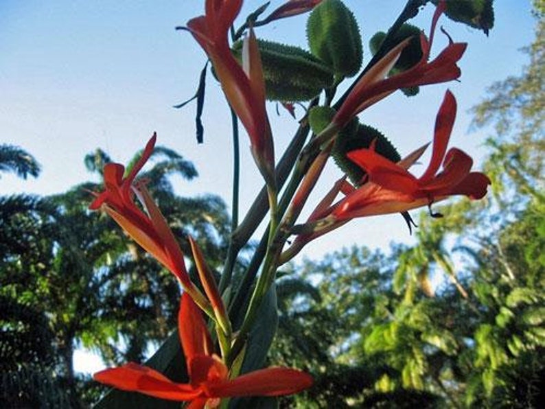 Canna tuerckheimii Giant Canna Lily 5 Seeds image 6