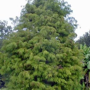 Taxodium distichum var. distichum | Northern Bald Cypress | 25 Seeds