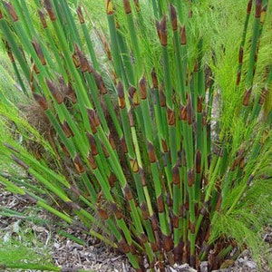Rhodocoma gigantea | Dekriet | 10 Seeds