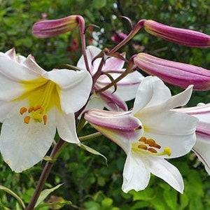 Lilium regale | Regal, Royal or Kings Lily | 10 Seeds