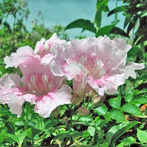 Podranea ricasoliana | Pink Trumpet Vine | Zimbabwe Creeper | 10 Seeds