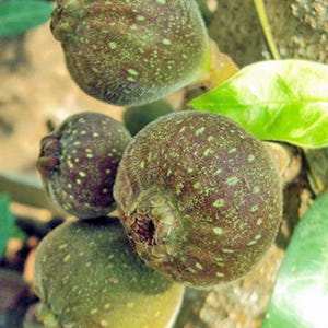 Ficus auriculata | Roxburgh Fig | Broad-Leaf Fig | 20 Seeds