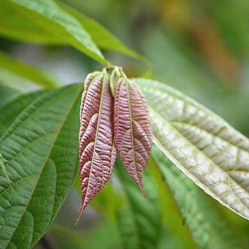 Microcos paniculata Elm-Leaf Grewia Microcos 5 Seeds image 5