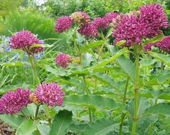 Asclepias purpurascens | Purple Milkweed | 10 Seeds