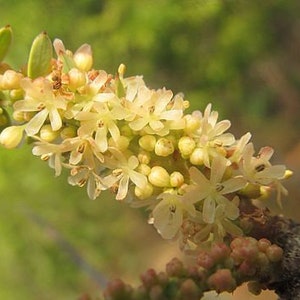 Phyllanthus emblica | Indian Gooseberry | 20 Seeds