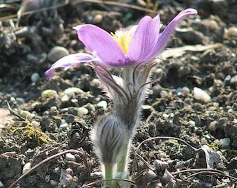Pulsatilla patens var. wolfgangiana | May Day Flower | Pasque Flower | 50 Seeds