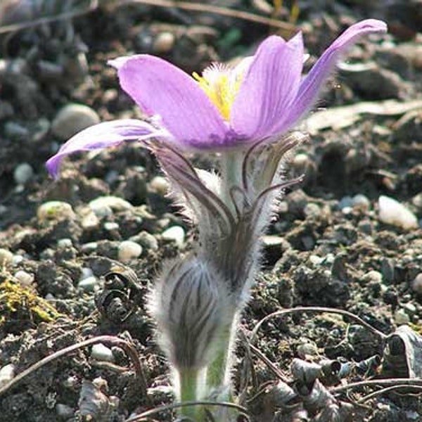 Pulsatilla patens var. wolfgangiana | May Day Flower | Pasque Flower | 50 Seeds