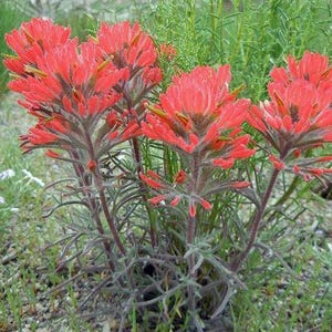 Castilleja chromosa | Owls Clover | 20 Seeds
