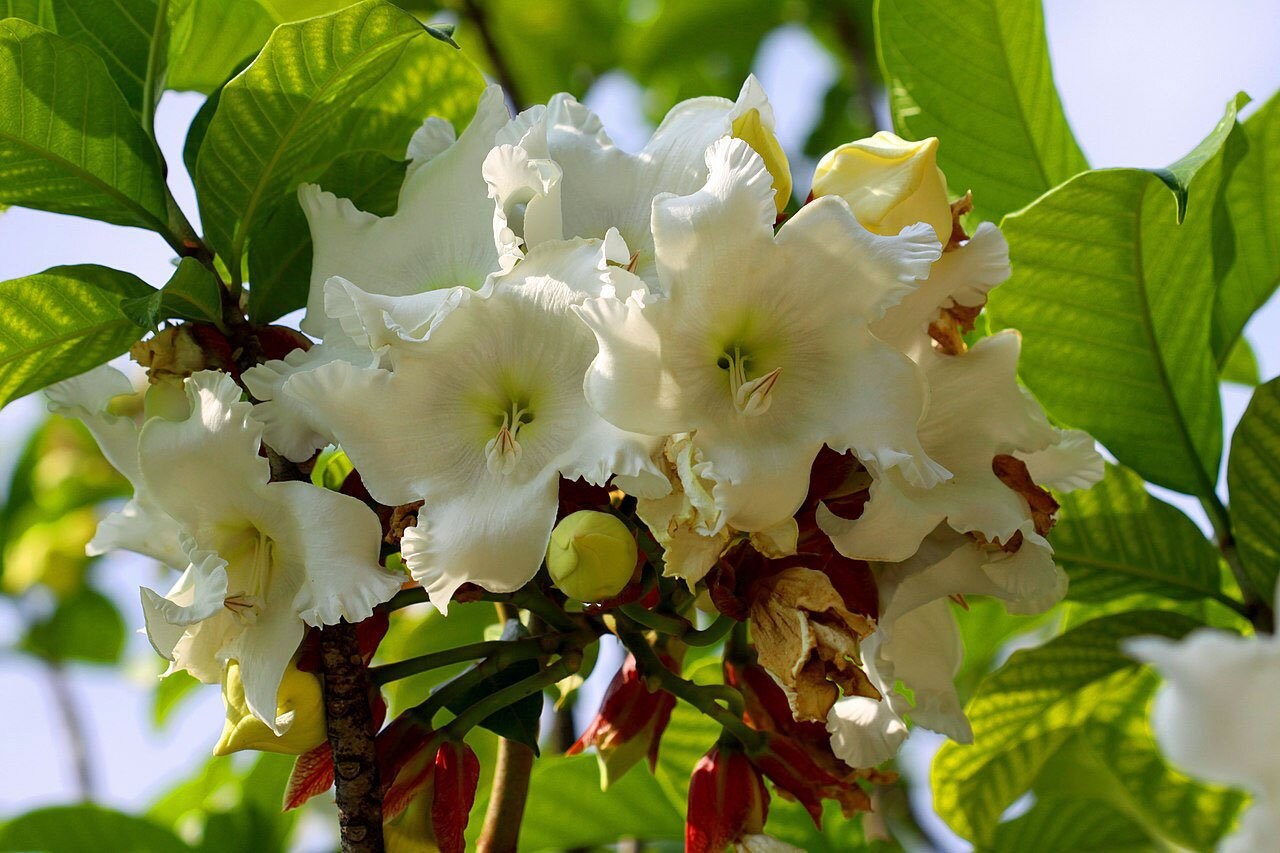 Beaumontia Grandiflora Heralds Trumpet Easter Lily Vine Etsy