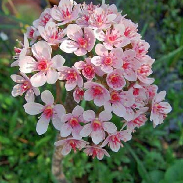 Darmera peltata | Indian Rhubarb | Umbrella Plant | 10 Seeds
