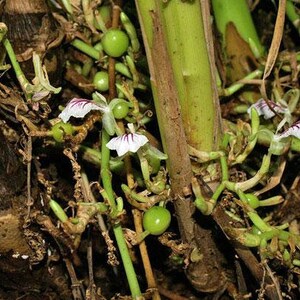 Op de afbeelding: Close-up van een plant met witte en paarse bloemen en groene vruchten. De plant heeft bruine stengels en groeit in donkerbruine grond.