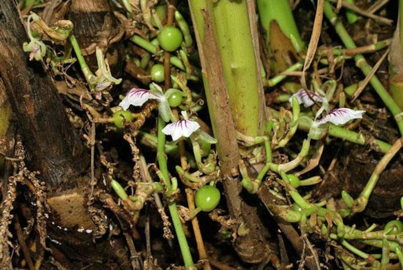 Op de afbeelding: Close-up van een plant met witte en paarse bloemen en groene vruchten. De plant heeft bruine stengels en groeit in donkerbruine grond.