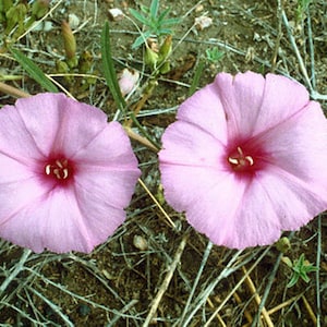 Ipomoea leptophylla | Bush Morning Glory | 5 Seeds