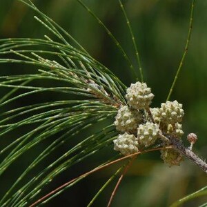 Casuarina equisetifolia subsp. incana Horsetail Casuarina 25 Seeds image 5