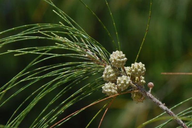 Casuarina equisetifolia subsp. incana Horsetail Casuarina 25 Seeds image 5