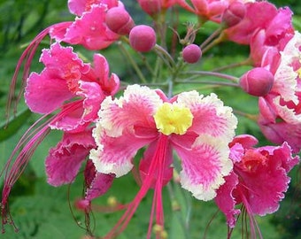 Caesalpinia pulcherrima | Pink Peacock Flower | 5 Seeds