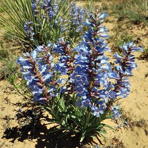 Penstemon angustifolius v. caudatus | 10 Seeds