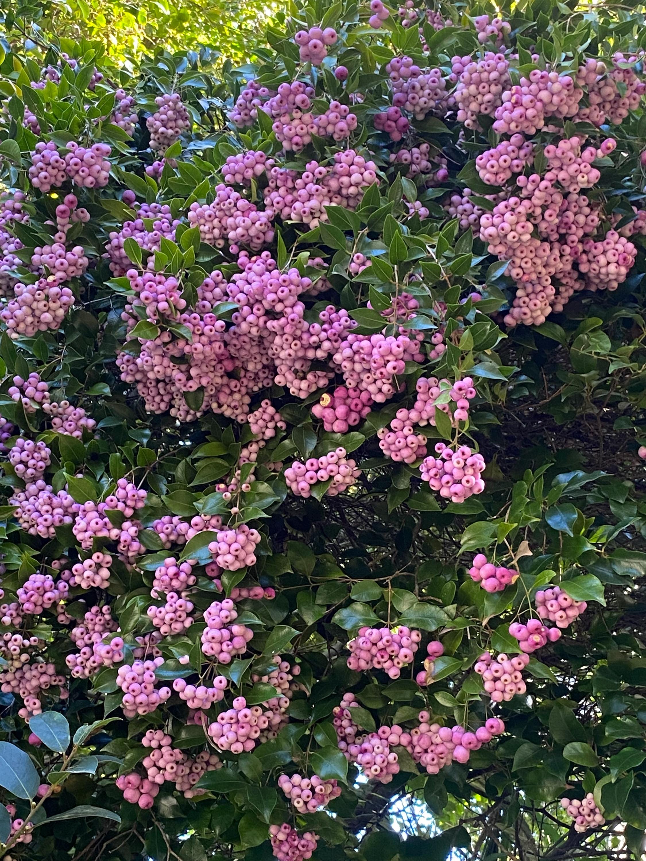 Syzygium Smithii | Australian Cherry | Lilly Pilly | 20 Seeds - Etsy