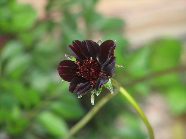 Cosmos atrosanguineus Black Magic Chocolat Cosmos 5 - Etsy Canada