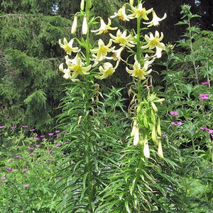 Lilium szovitsianum Crimson-Anthered or Tall Sulphur-Flowered Lily 10 Seeds image 1