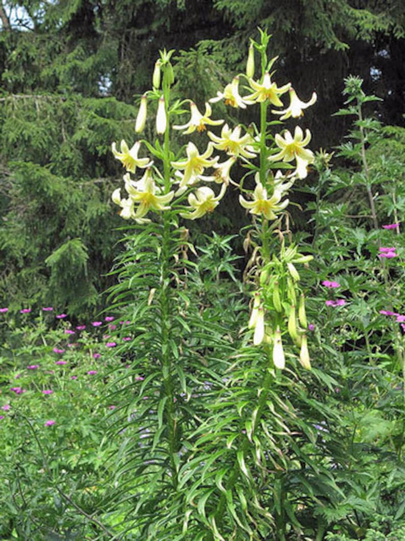 Lilium szovitsianum Crimson-Anthered or Tall Sulphur-Flowered Lily 10 Seeds image 1