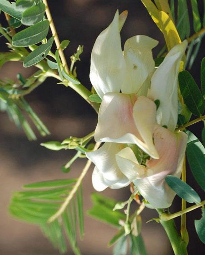 Sesbania grandiflora Baby Boots Vegetable Hummingbird 10 Seeds image 4