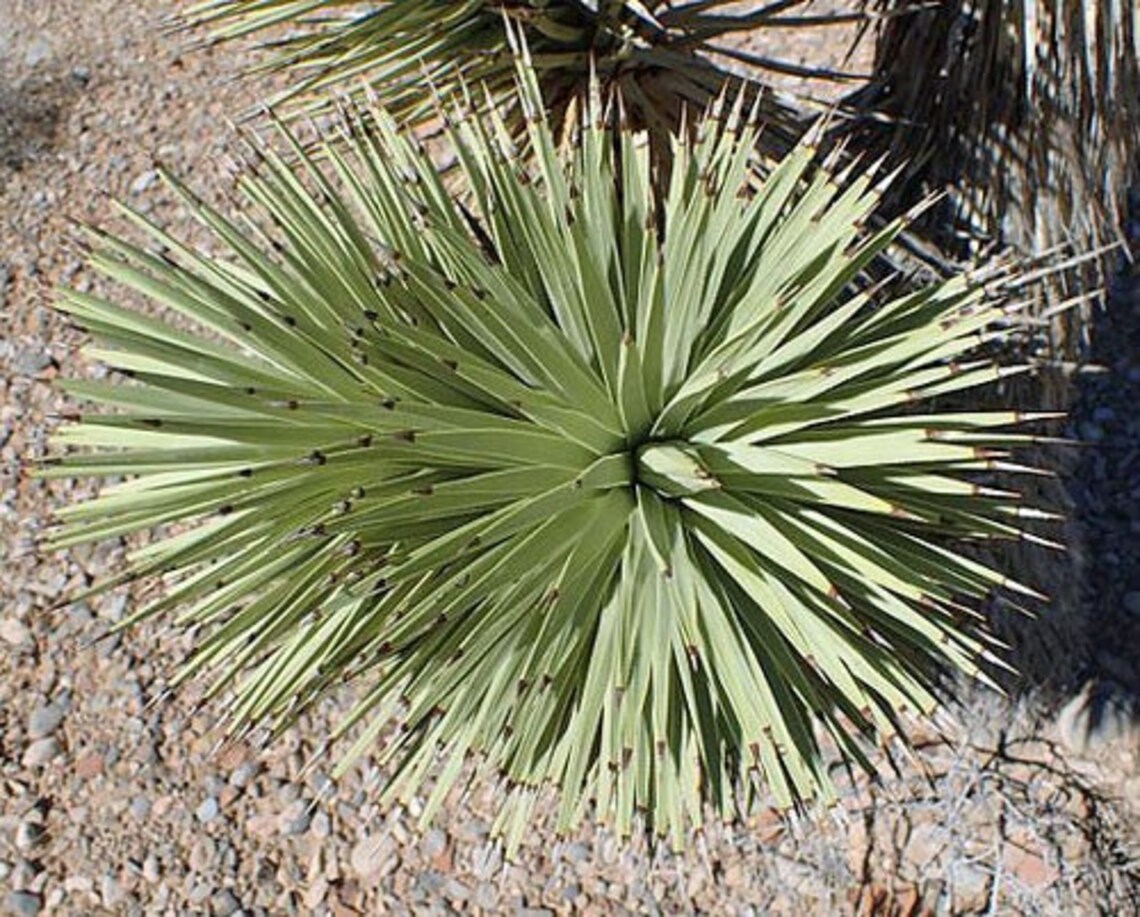 Yucca Brevifolia Joshua Tree Yucca Palm Tree Yucca 5 Etsy