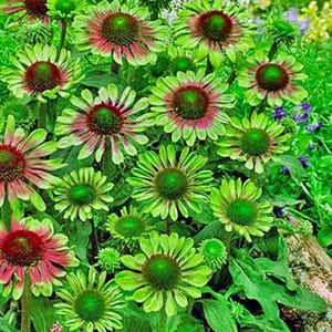Echinacea purpurea | Green Twister | Coneflower | 10 Seeds image 6