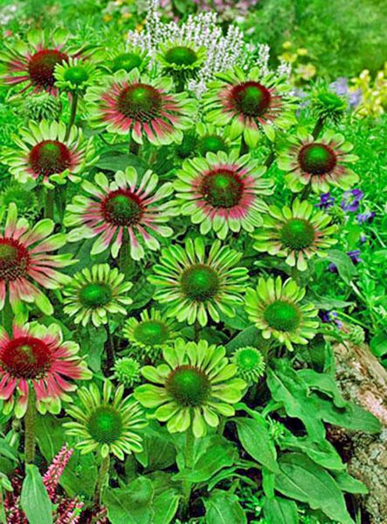 Echinacea purpurea | Green Twister | Coneflower | 10 Seeds image 6