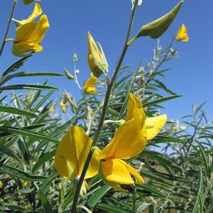 Crotalaria juncea Sunn Hemp 10 Seeds image 3