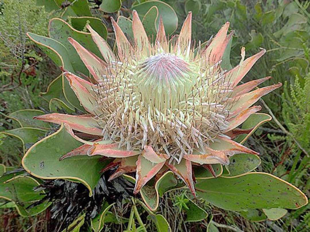 Protea cynaroides | King Protea | Honeypot | King Sugar Bush Protea cynaroides | King Protea | Honeypot | King Sugar Bush