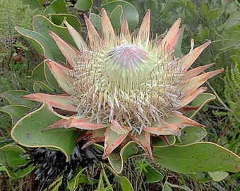 Protea cynaroides | King Protea | Honeypot | King Sugar Bush | 5 Seeds