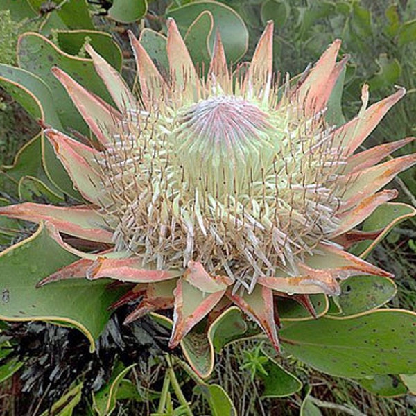 Protea cynaroides | King Protea | Honeypot | King Sugar Bush | 5 Seeds