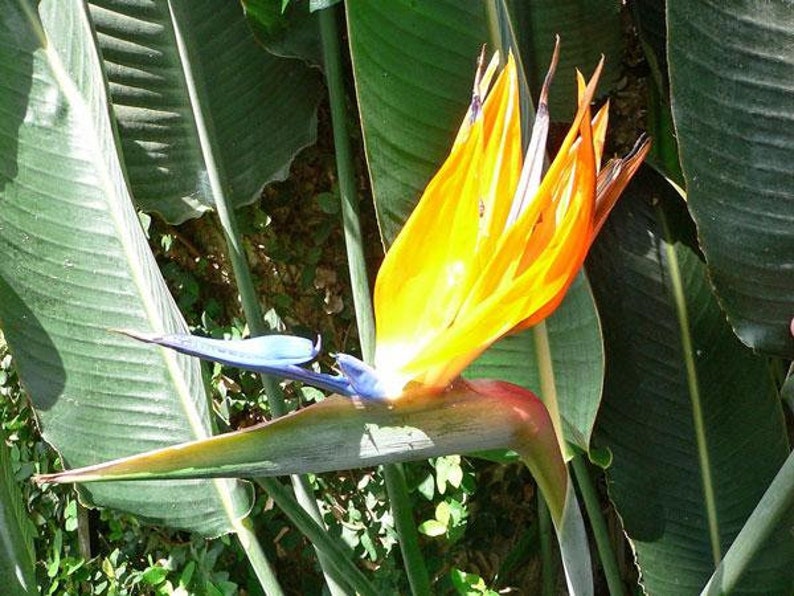 Strelitzia reginae Bird of Paradise Crane Flower 10 Seeds image 3