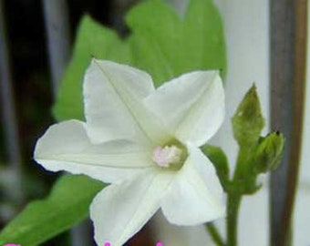 Ipomoea magnusiana | 10 Seeds