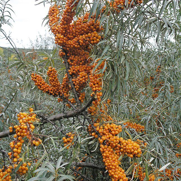 Hippophae rhamnoides | Sea Buckthorn | 20 Seeds