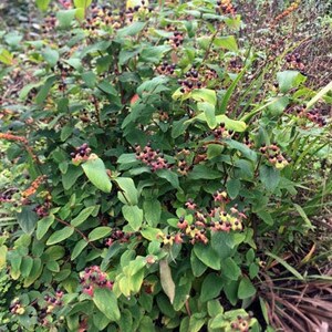 Hypericum uralum St. Johns Wort 50 Seeds image 3