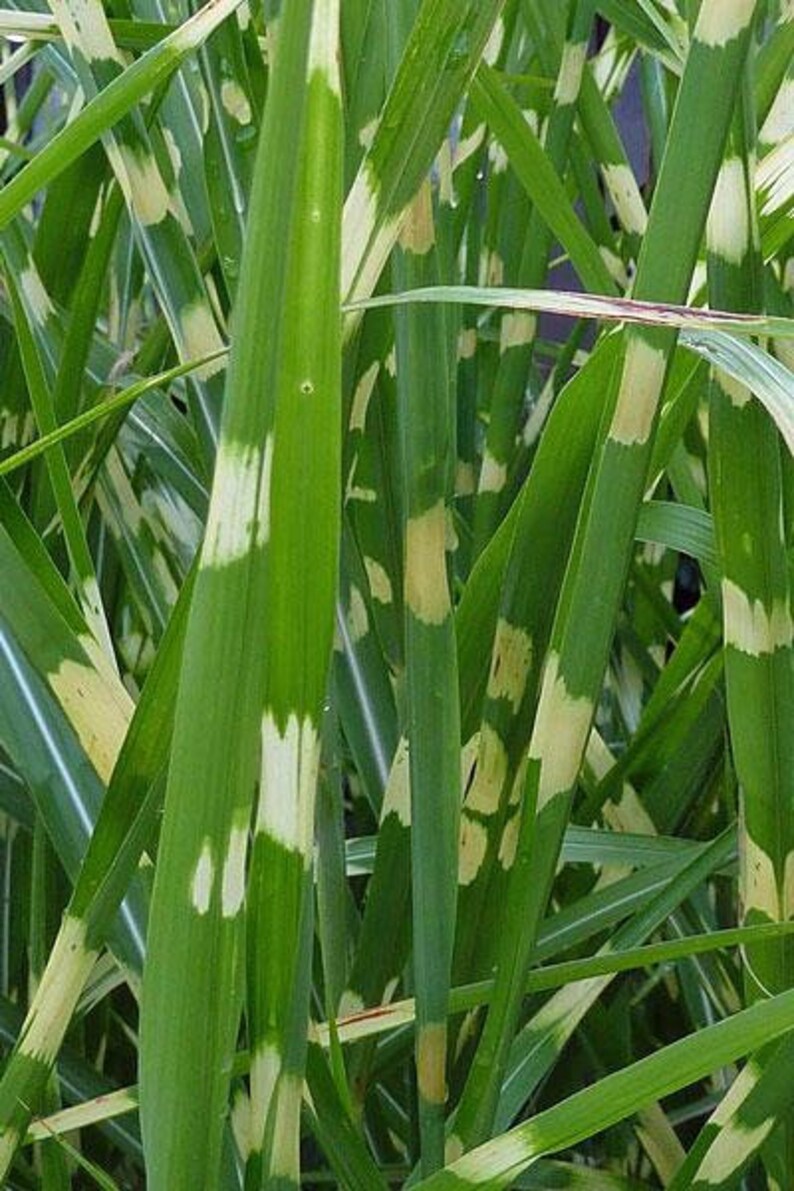 PlantFlowerSeeds Miscanthus sinensis Zebrinus - Thumbnail 3