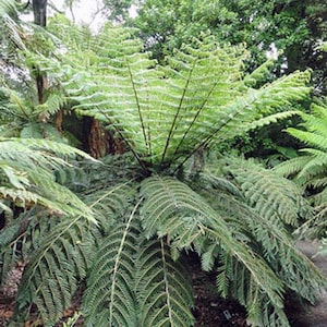 Cyathea dealbata | Ponga | Silver Tree Fern | 20 Spores