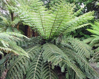 Cyathea Medullaris Black Tree Fern – 1000 Spores For Planting